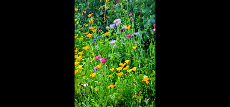 Bloomin' Marvelous