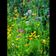 Bloomin' Marvelous